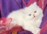 CFA registered White dollface persian female - Persian Kitten For Sale - San Jose, CA, US