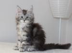 Anastasiaa - Maine Coon Kitten For Sale - NY, US