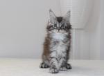 Avrora - Maine Coon Kitten For Sale - NY, US