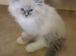 TICA Siberian kittens - Siberian Kitten For Sale - Bellingham, WA, US