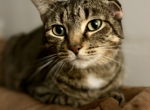 Z - Domestic Cat For Adoption - Muncie, IN, US