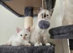 Siamese - Siamese Kitten For Sale - Clarksville, TN, US