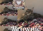 Brownie - Maine Coon Kitten For Sale - 
