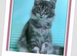 Nicole - Maine Coon Kitten For Sale - New York, NY, US