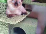 Siamese male kitten - Siamese Kitten For Sale - 
