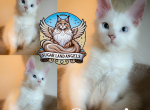 Captain - Maine Coon Kitten For Sale - Sugar Land, TX, US