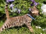 2 Male 1 female ready to go - Bengal Kitten For Sale - Charles City, VA, US