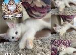 Buttercup - Maine Coon Kitten For Sale - 