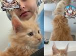 Tiger Lily - Maine Coon Kitten For Sale - Sugar Land, TX, US