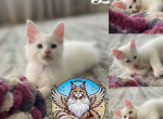 Cosmos - Maine Coon Kitten For Sale - Sugar Land, TX, US