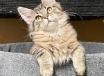 McTabby - Maine Coon Kitten For Sale - Bryn Athyn, PA, US
