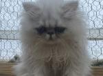 Two girls and one boy - Persian Kitten For Sale - Williamsburg, VA, US