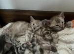 Beautiful  rare Silver Charcoal Sepia - Bengal Kitten For Sale - 