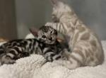 Silver mink female - Bengal Kitten For Sale - 