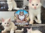 Luna - Maine Coon Kitten For Sale - Sugar Land, TX, US