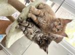 Muffasa - Maine Coon Kitten For Sale - Turlock, CA, US