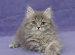 Viking - Siberian Kitten For Sale - Houston, TX, US