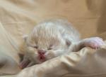 Johnny - Persian Kitten For Sale - 