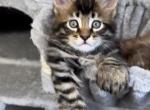 Clim - Maine Coon Kitten For Sale - 