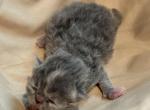 Graycie - Persian Kitten For Sale - 