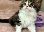 Gina - Scottish Fold Kitten For Sale - 