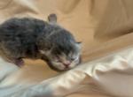 Fiona - Persian Kitten For Sale - Voorhees, NJ, US