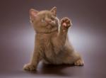 Tiramisu - British Shorthair Kitten For Sale - Boston, MA, US