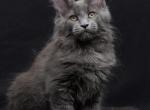 Viktoria - Maine Coon Kitten For Sale - Boston, MA, US