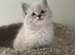 Blossom - Ragdoll Kitten For Sale - Portland, ME, US