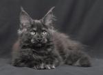 Velma - Maine Coon Kitten For Sale - Gurnee, IL, US