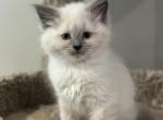 Bella - Ragdoll Kitten For Sale - Portland, ME, US