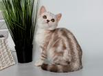 Justine - British Shorthair Kitten For Sale - Gurnee, IL, US