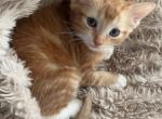 Adorable Kittens - American Shorthair Kitten For Sale - Bayonne, NJ, US
