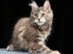 Milena - Maine Coon Kitten For Sale - Gurnee, IL, US