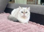 Eva - British Shorthair Kitten For Sale - Nashville, TN, US