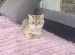 Brea - British Shorthair Kitten For Sale - Nashville, TN, US