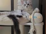 Maine coon kittens - Maine Coon Kitten For Sale - Fairfax, VA, US