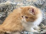 Paco - Persian Kitten For Sale - Poplarville, MS, US