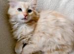 Ragdoll Maisy and Dolly Litter - Ragdoll Kitten For Sale - Middletown, DE, US