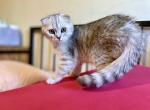 Chubb - Scottish Fold Kitten For Sale - New York, NY, US