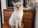 Roger - Siamese Kitten For Sale - MA, US