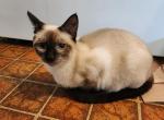 Stevie - Siamese Kitten For Sale - MA, US