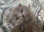 Simba - Scottish Fold Kitten For Sale - Houston, TX, US