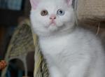 Rosy - Scottish Straight Kitten For Sale - North Richland Hills, TX, US