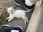 Romeo - Domestic Kitten For Sale - Prosper, TX, US