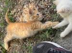 Teeny - Domestic Kitten For Sale - Prosper, TX, US