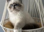 Bleu - Persian Kitten For Sale - Tallahassee, FL, US