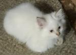 Lilac baby - Ragdoll Kitten For Sale - TN, US