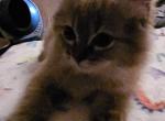 tabby baby boy chocolate - Ragdoll Kitten For Sale - TN, US