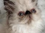 ON HOLD FOR AMY Extreme Tortie point Female - Persian Kitten For Sale - Ephrata, PA, US